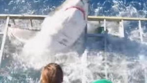 4metrový žralok se dostal do klece, ve které byl potápěč! Z tohoto videa vám ztu
